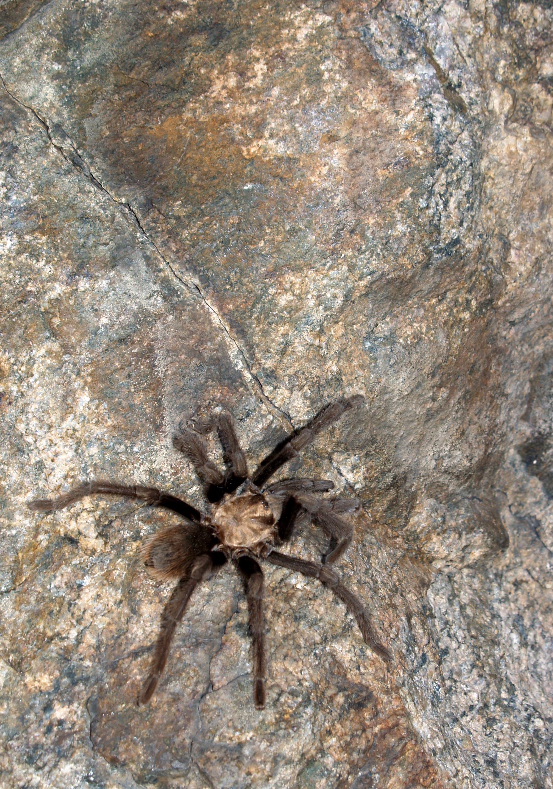 Rock Climbing With A Tarantula