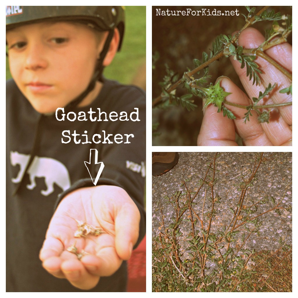 The Art Of Goathead Dodging