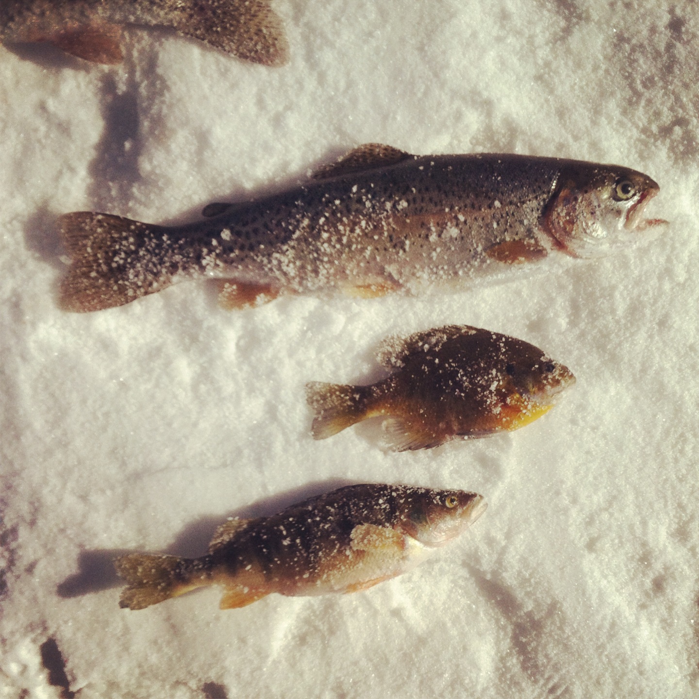 Ice Fishing With Kids