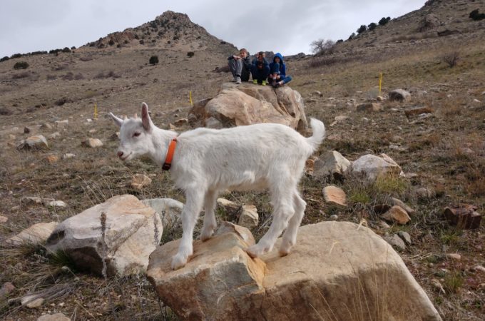 Meet the Goats!
